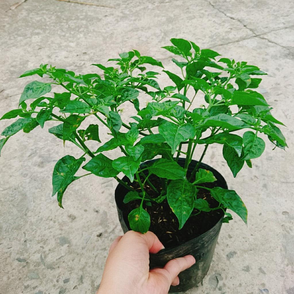 Cây ớt peru - ớt cay nhất thế giới - cây cao 30 cm + tặng phân bón