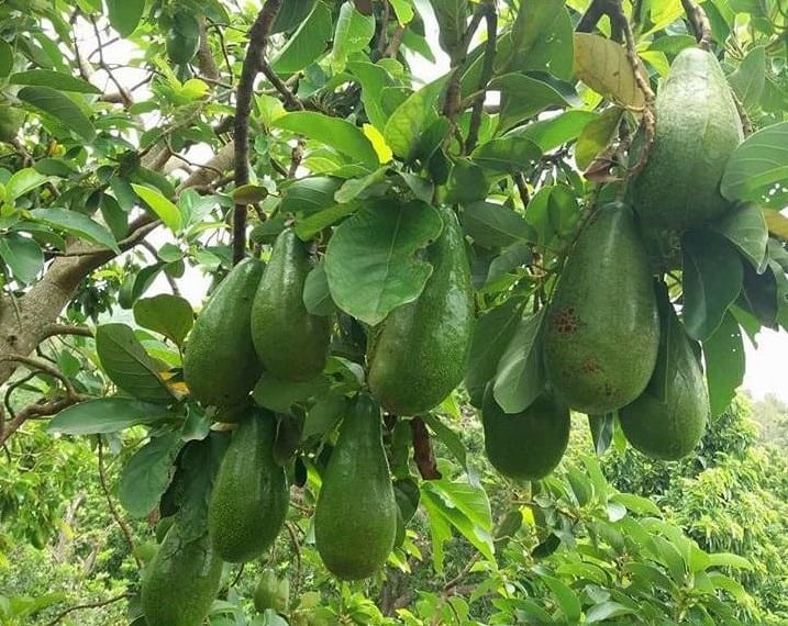 Cây giống Bơ Sáp Da Xanh .