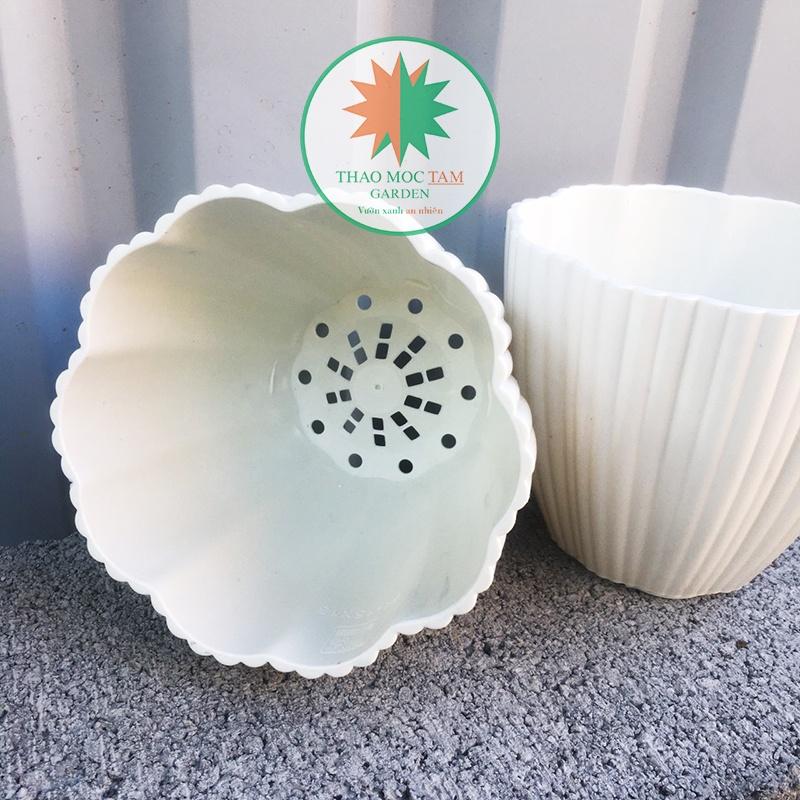 10 Chậu Hoa Mai 15x13cm – Chậu nhựa trắng dày đẹp, trồng cây trồng hoa trang trí