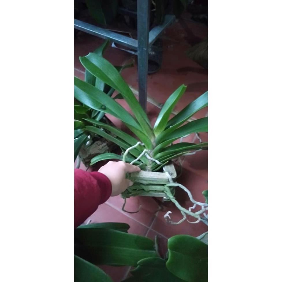 Sản Phẩm Hoa Phong Lan Nghinh Xuân Đỏ Cây To Khủng