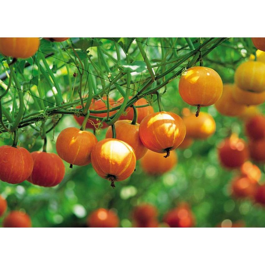 Hạt giống bí ngô mặt trời KNS339 - gói 10 hạt