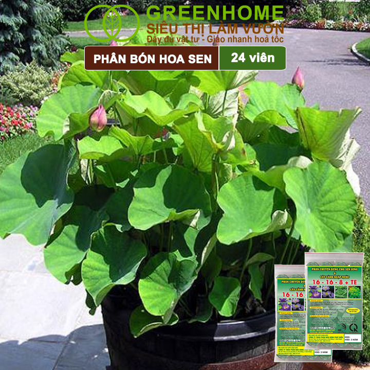 Phân Bón Hoa Sen Greenhome, Vỉ 24 Viên, Cây Thuỷ Sinh, Ngập Nước, Cho Hoa To, Hoa Đậm Màu, Lâu Tàn, Tốt Lá