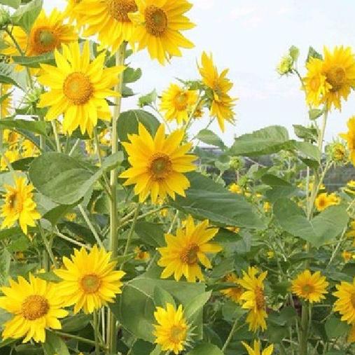 Bộ 3 gói Hạt giống hoa hướng dương tháp-,gói 30 hạt-tặng kèm gói phân bón lót