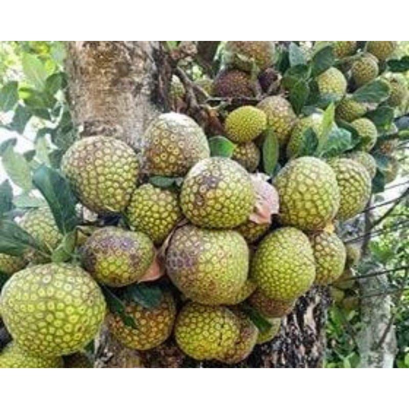 Cây giống mít mơ f1