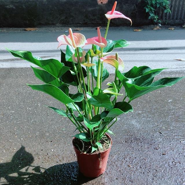 Cây Hồng Môn Size Lớn