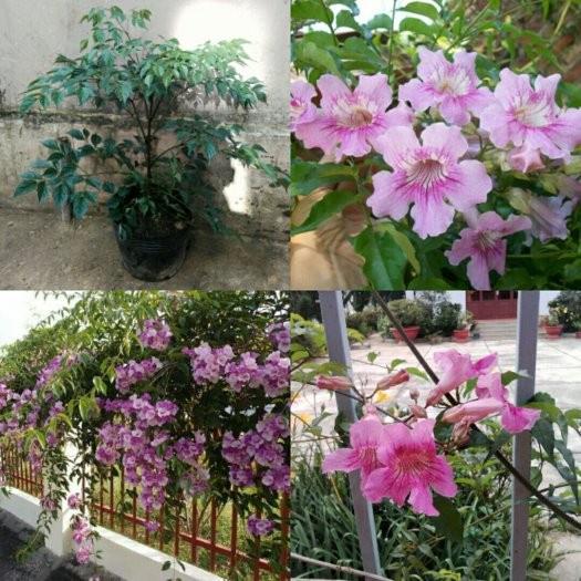 CHẬU CÂY HOA LEO HỒNG THIÊN HƯƠNG , HOA QUANH NĂM, SIÊU ĐẸP
