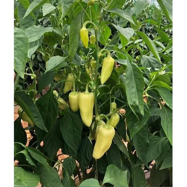 Hạt giống ớt đùi gà Thái Lan-gói 70 hạt/tặng kèm gói phân bón lót