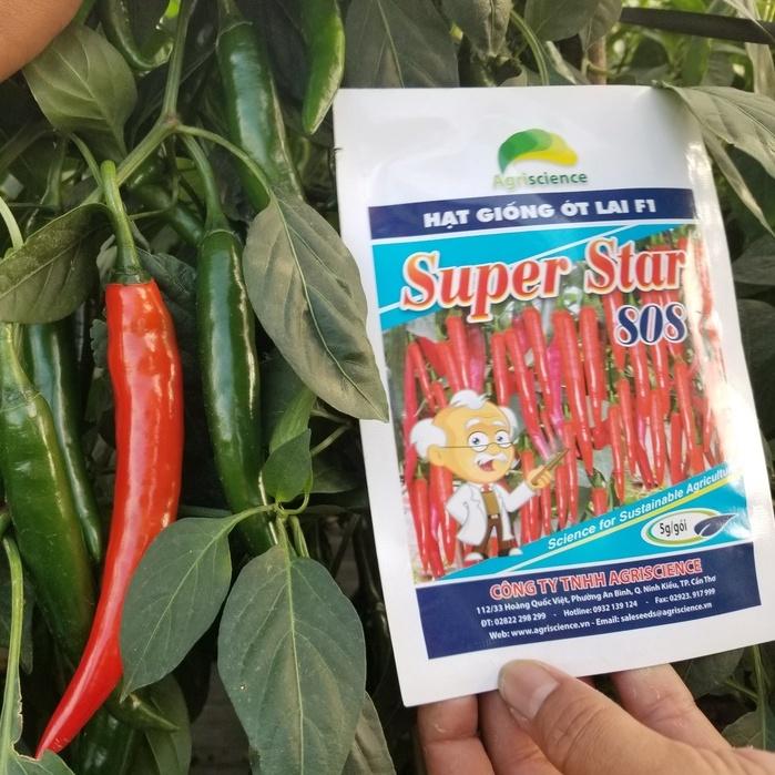 Hạt Giống Giống ớt chỉ địa lai F1 Agri Star 808
