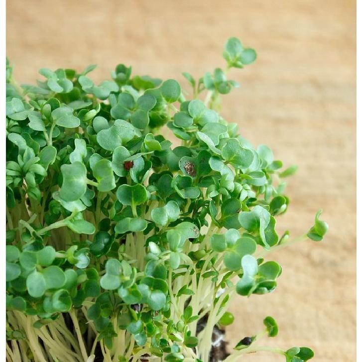 Hạt giống rau xà lách xoong Mỹ CT106 - Gói 1gram