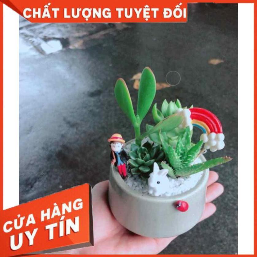 Chậu sen đá tiểu cảnh Nhiều Người Mua