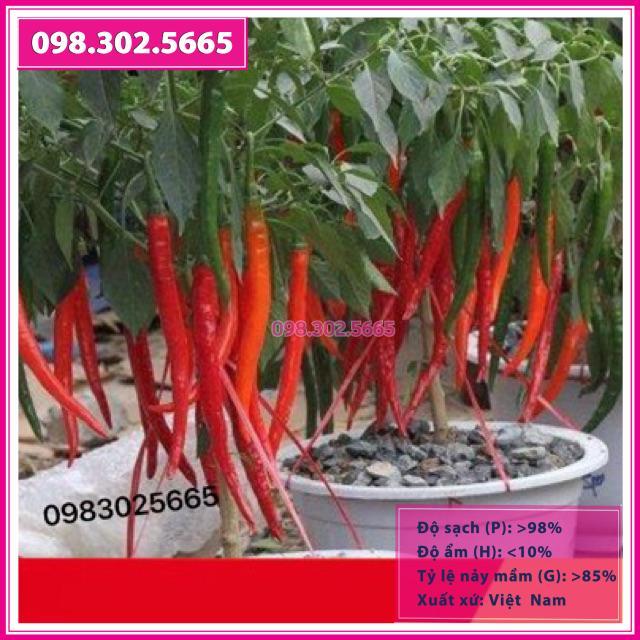 Hạt Giống Ớt Trái Dài Hàn Quốc