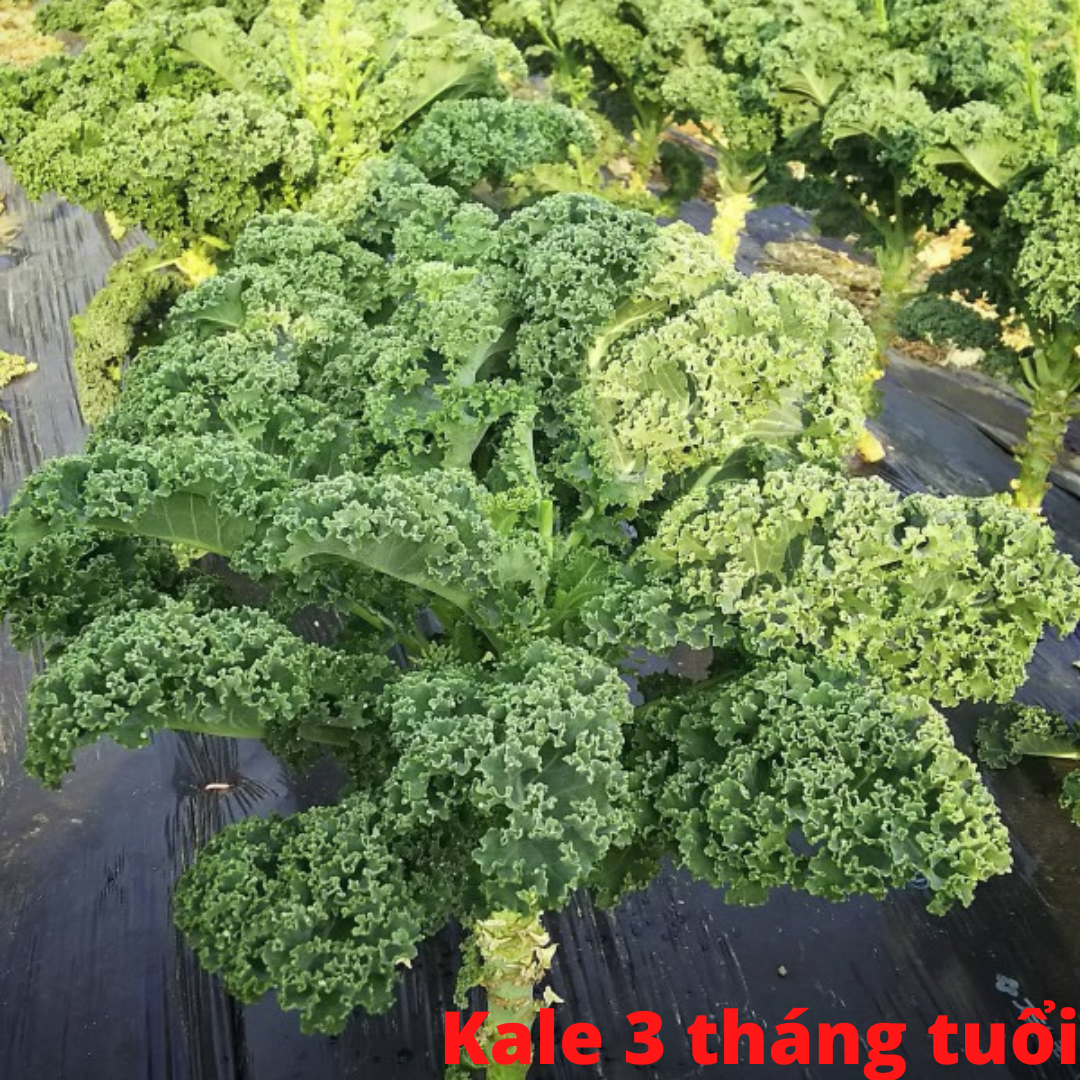 Hạt Giống cải xoăn Xanh, cải xoăn Kale (gần 800 hạt)