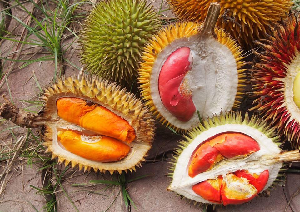 Cây SẦU RIÊNG RUỘT ĐỎ, cây giống mới to khỏe