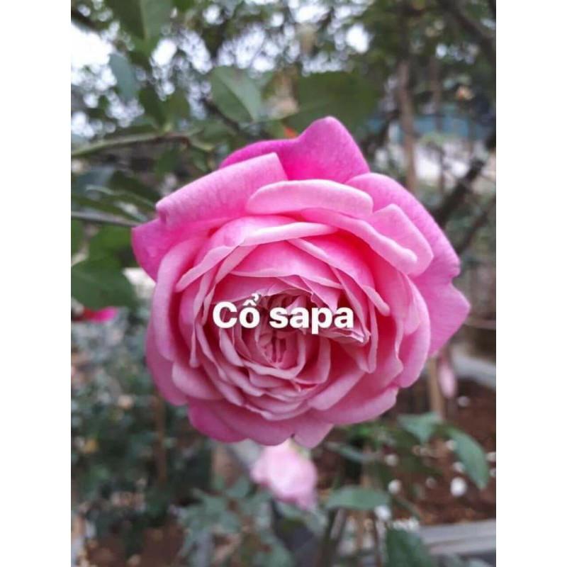 Com bo 5 cây Hoa Hồng Cổ Sapa
