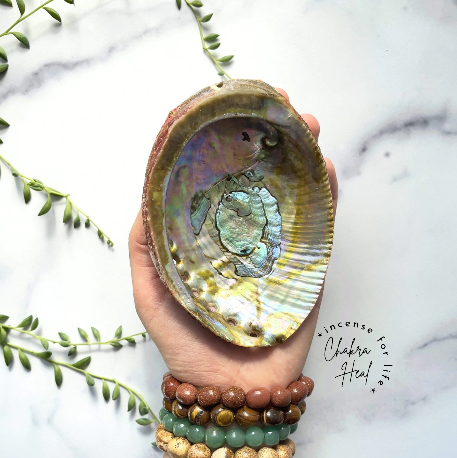Vỏ Ốc Bào Ngư Nhật - Pink Abalone Shell l Chakra Heal Incense