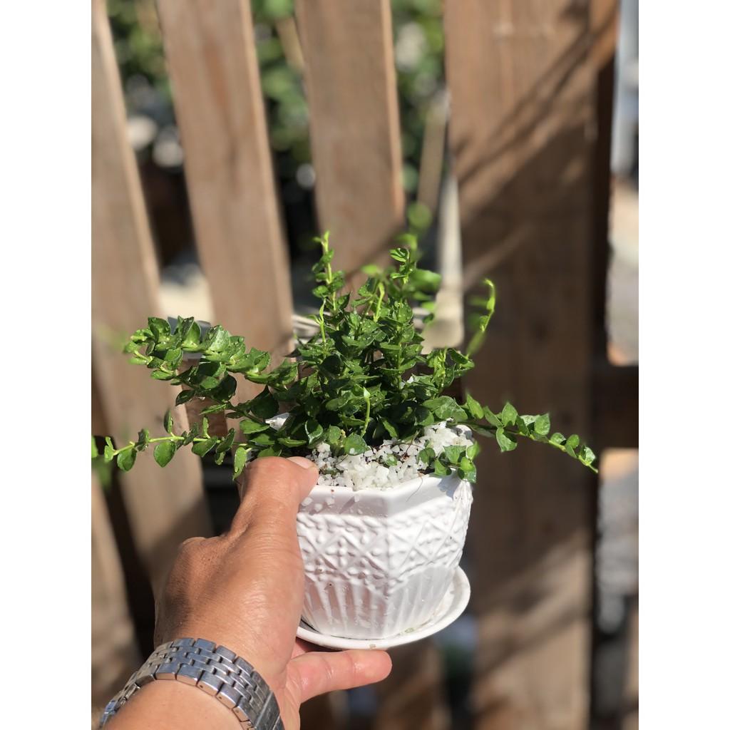 Chậu sứ cây lan tim để bàn