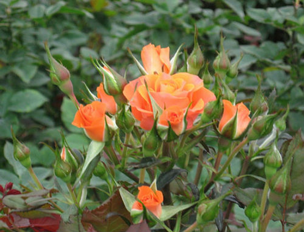 05 Gói Hạt Giống Hoa Hồng Bụi