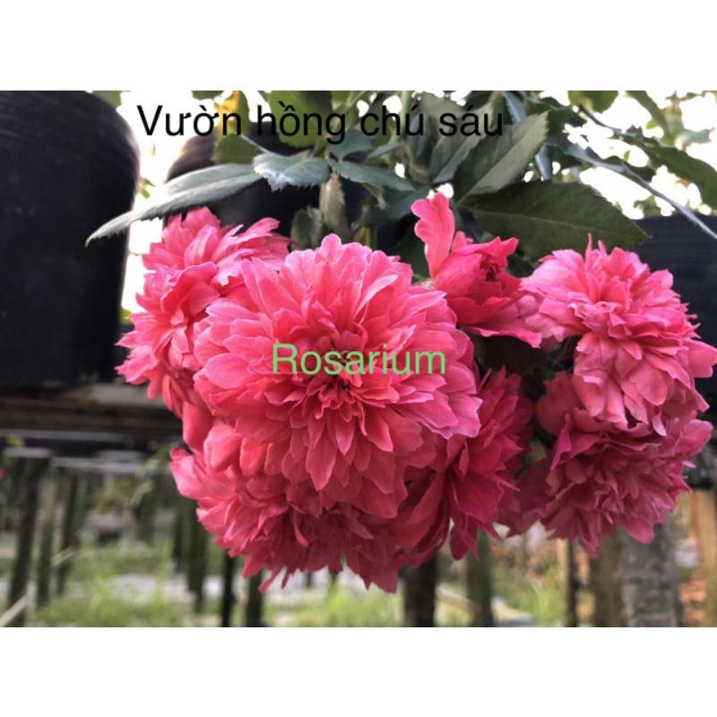 Hoa hồng đỏ Rosarium, hồng ngoại, hồng leo, thân gỗ, nguyên bản