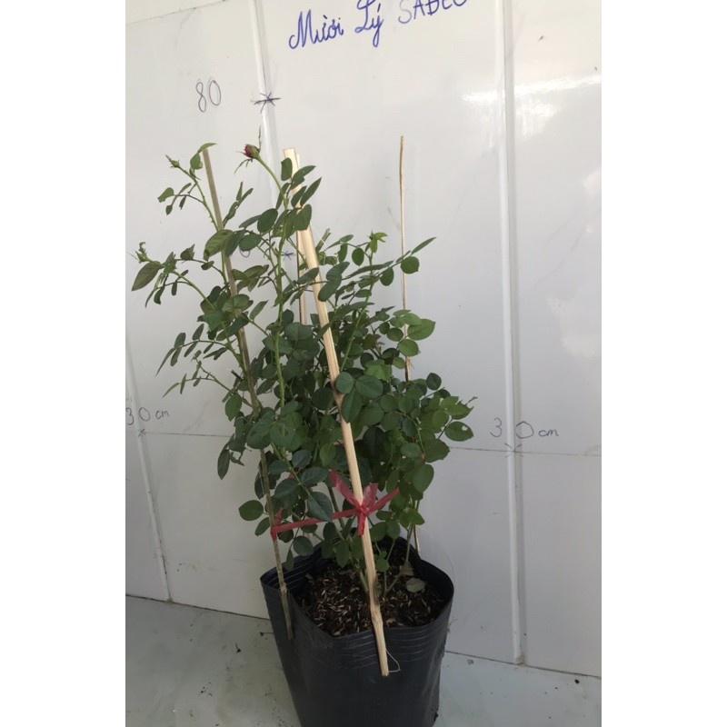 Hoa hồng Dream Light- bầu to cây lớn trưởng thành