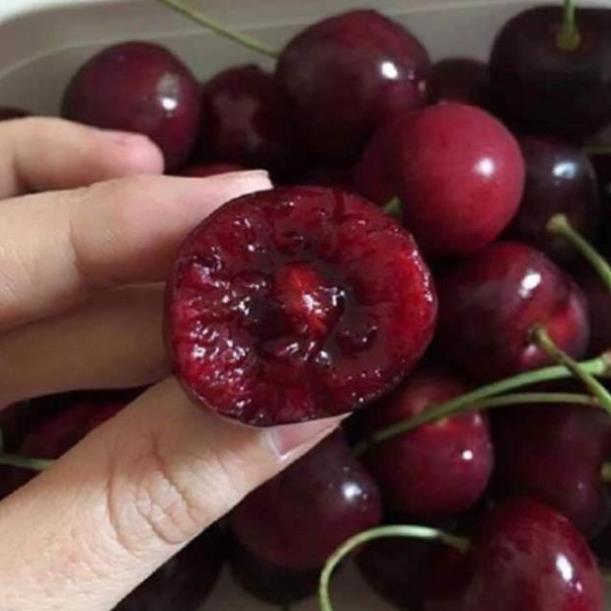 Cây giống cherry Brazil