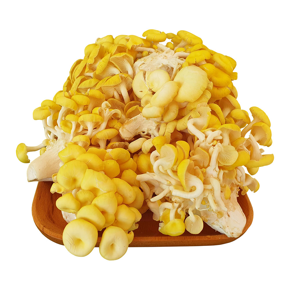 Nấm Hoàng Kim Tươi 1kg - Nông Trại Nấm Xanh