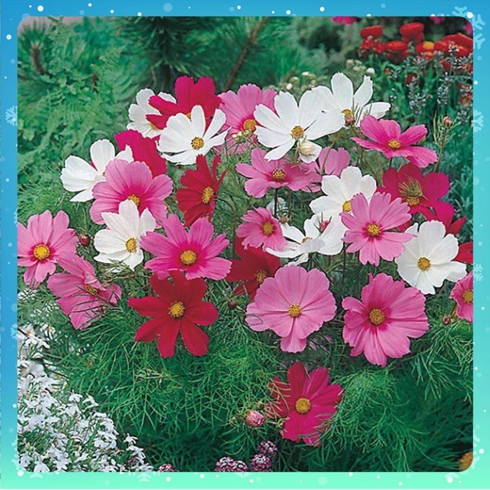 Hạt Giống Hoa Cúc Sao Nhái  Nhiều Màu