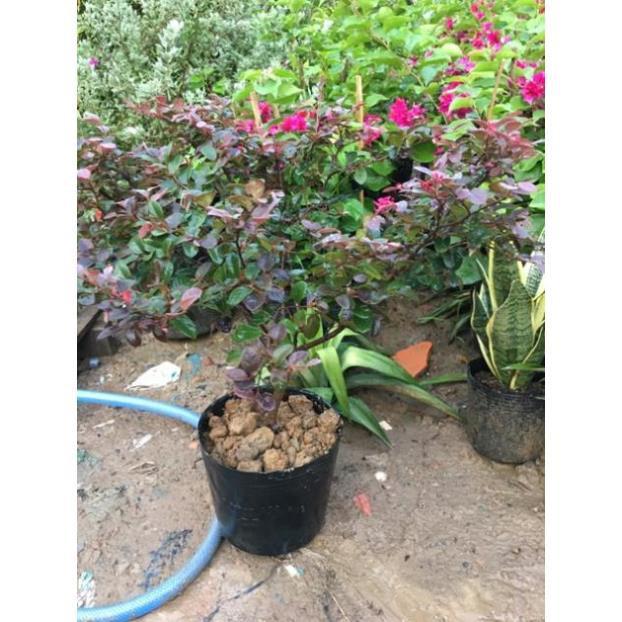 Cây Hồng phụng hoa đỏ rực
