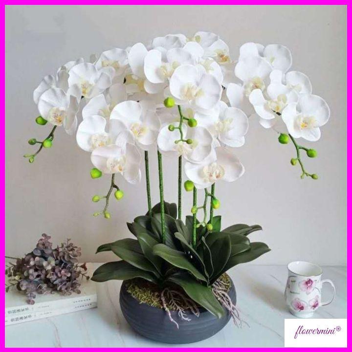 Chậu hoa lan hồ điệp cao su cao cấp cao 60cm trang trí phòng khách, làm quà khai trương sang trọng