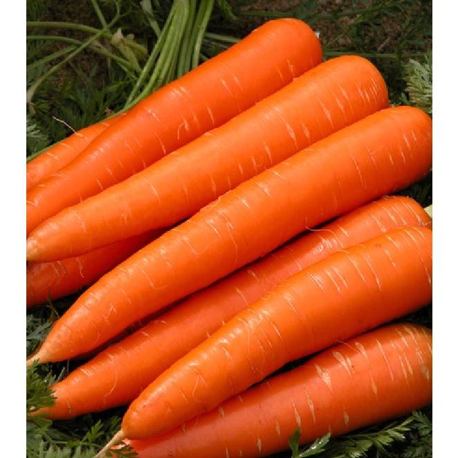 Hạt giống cà rốt chịu nhiệt-gói 100 hạt/tặng kèm gói phân bón lót