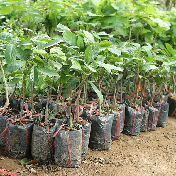 Cây bòn bon thái siêu quả giống