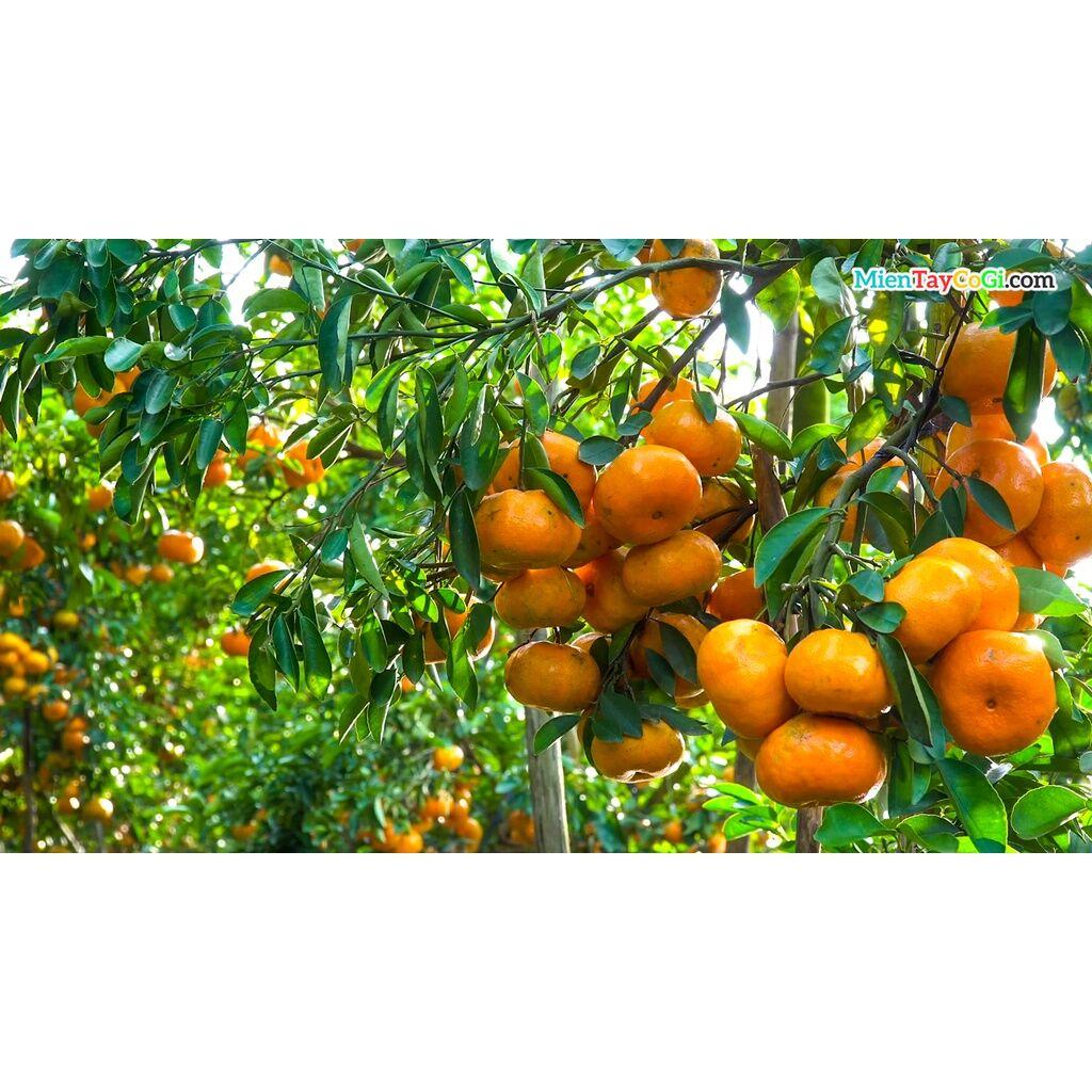 Cây giống Quýt Hồng siêu sớm, siêu sai. .