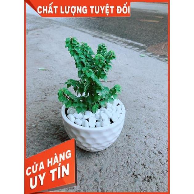 Chậu Cây Vân Sam