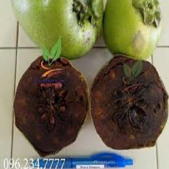 CÂY GIỐNG HỒNG ĐEN SOCOLA NHIỆT ĐỚI SIÊU NGON, CAM KẾT CHUẨN GIỐNG F1