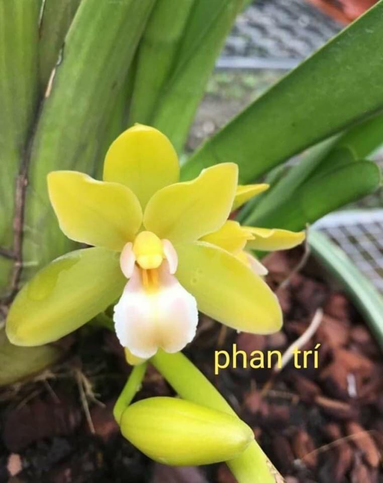 1 THÂN HOA LAN KIẾM THÁI LAN - MẶT HOA XỔ SỐ UY TÍN CHẤT LƯỢNG