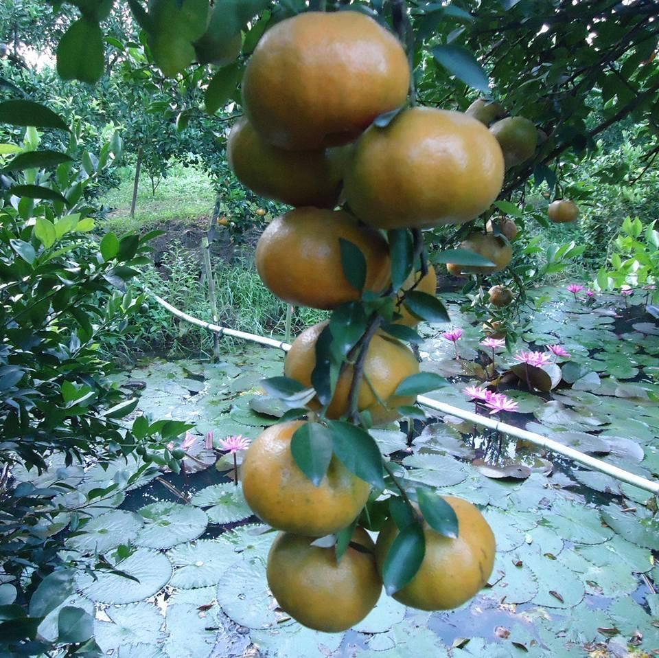 Cây quýt hồng Lai Vung