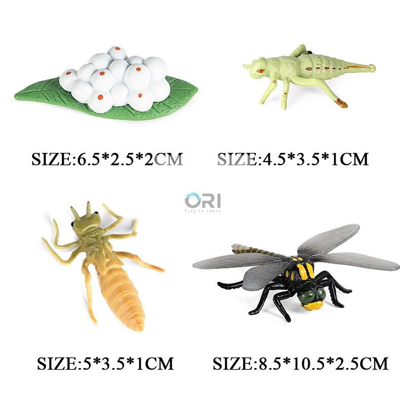 Mô hình vòng đời của Chuồn Chuồn - Học liệu Montessori - Dragonfly life cycle