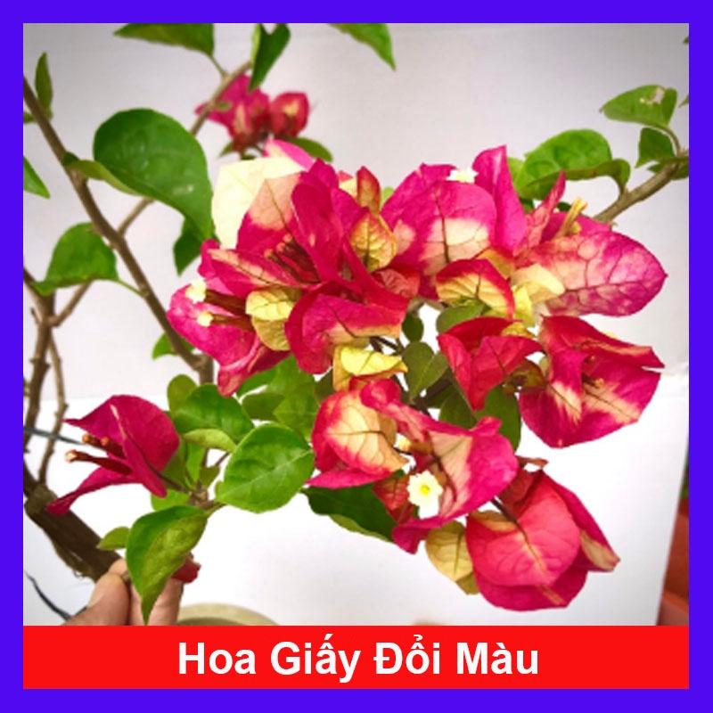 Cây hoa giấy đổi màu Ấn Độ - cây cảnh để bàn + tặng phân bón cho cây mau lớn