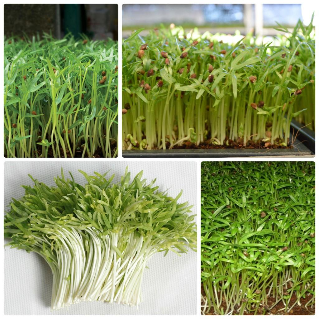 Hạt Mầm rau muống