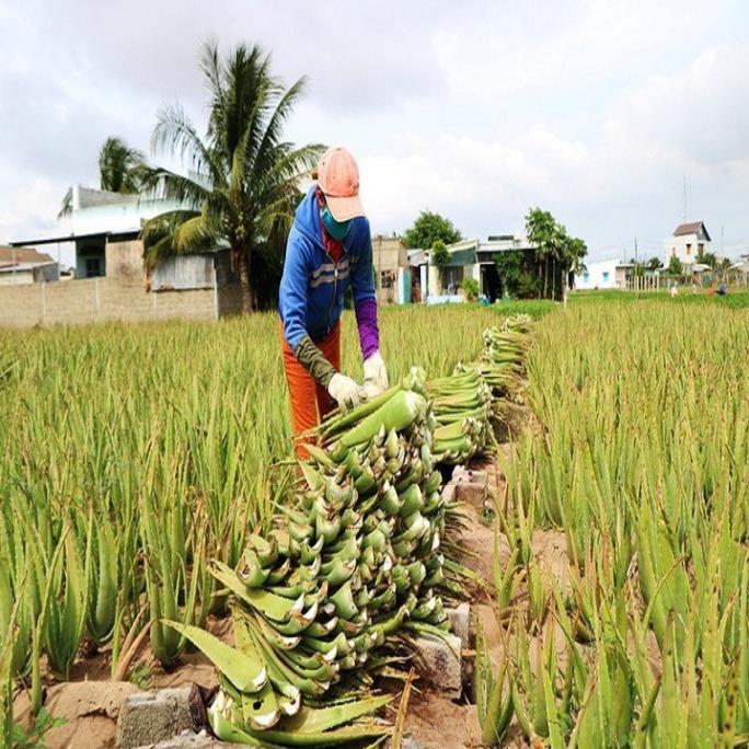 CHẬU CÂY NHA ĐAM THÁI, BẸ SIÊU TO,SIÊU DỄ TRỒNG, SIÊU NĂNG SUẤT, SIÊU KINH TẾ