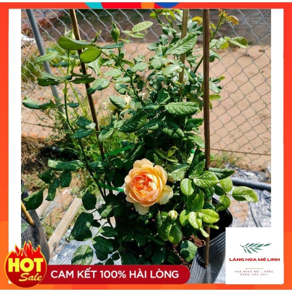 Hoa hồng ngoại Masora rose Hoa đẹp thơm-cây to trưởng thành