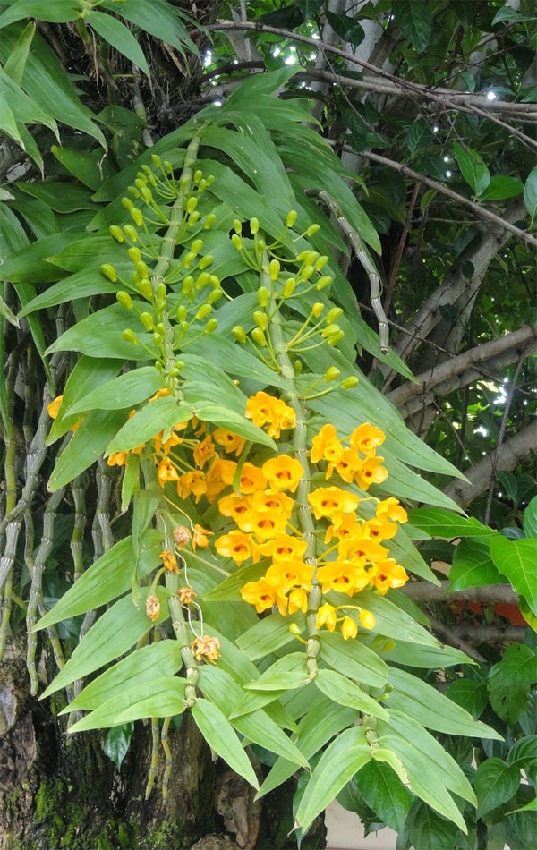 Phân bón hữu cơ sinh học Dịch trùn quế thủy phân - Phân trùn quế BIO 01 kích thích ra rễ và tốt lá