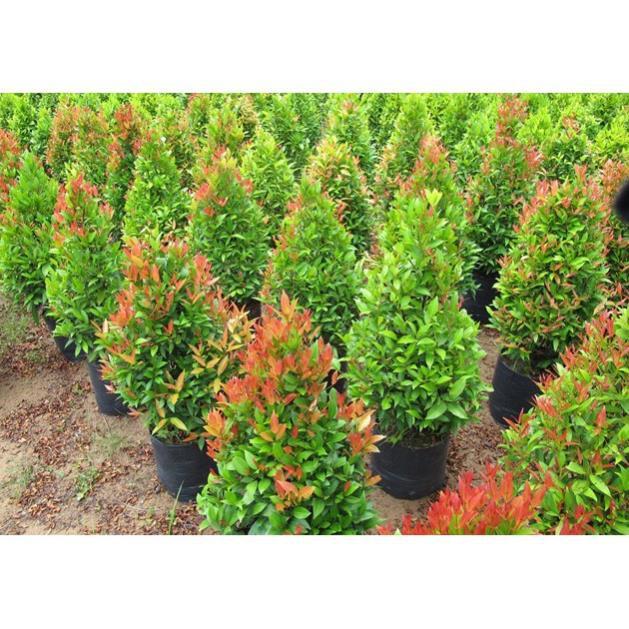 CÂY HỒNG LỘC - LOÀI CÂY MANG LẠI HỒNG PHÚC CHO GIA CHỦ + Tặng 01 cây dâu da đất