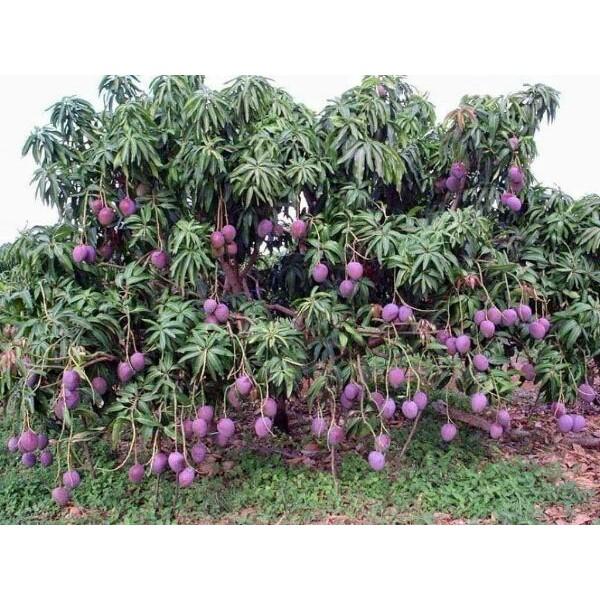 Giống xoài tím mã lai