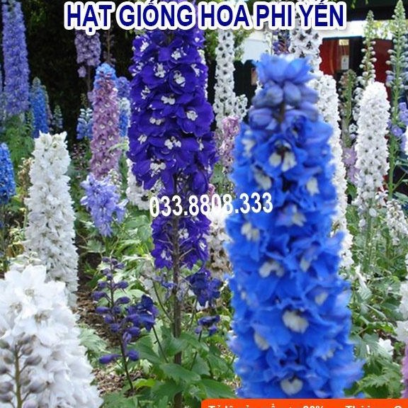 Hạt giống hoa Phi yến nhiều màu dễ trồng có hướng dẫn gieo ươm