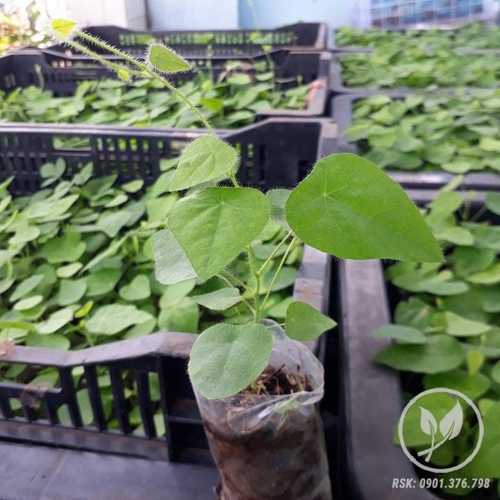 Combo 3 gói Hạt giống sương sâm lông -gói 10 hạt-tặng kèm gói phân bón lót