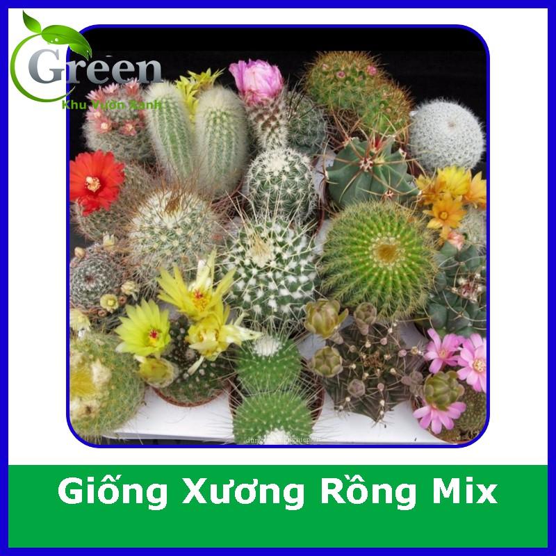 Hạt Giống Cây Xương Rồng Mix