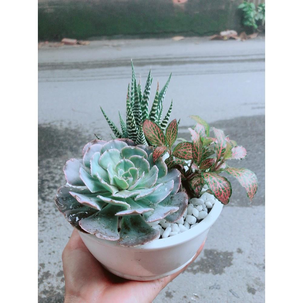 Chậu Sen Đá+Móng Rồng+ Cây Cẩm Nhung