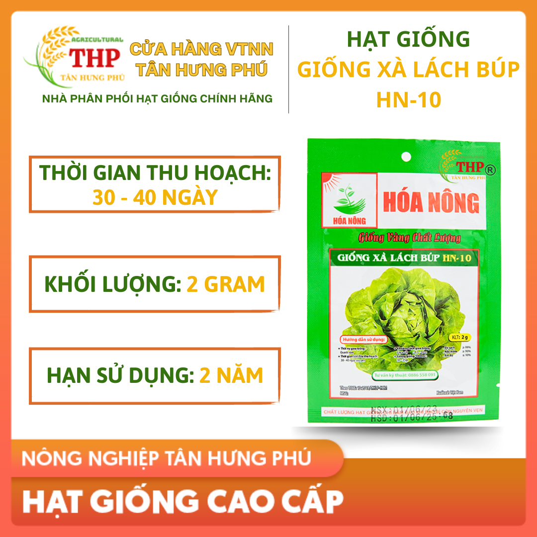 Hạt giống Xà Lách Búp HN-10 | Hạt giống | gói 2gr