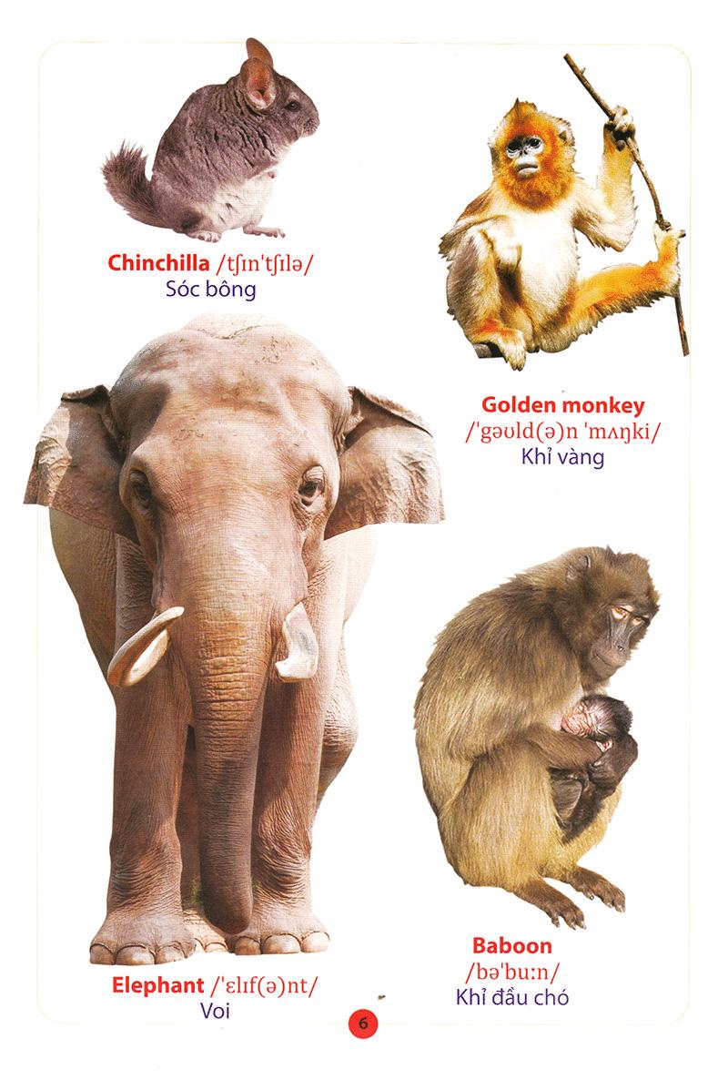 Từ Điển Anh - Việt Bằng Hình: Động Vật (Dành Cho Trẻ Từ 2 - 6 Tuổi)