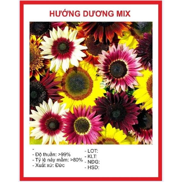 Hạt giống hoa hướng dương mix màu-gói 10 hạt